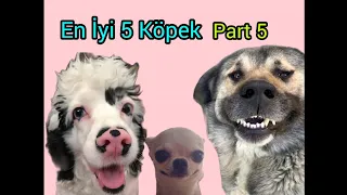 En İyi 5 Köpek 5. Bölüm