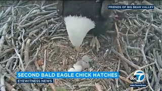 Bald eagle chicks hatch on livestream | ABC7