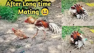 Aseel Rooster Enjoying with Desi Hen After long time😆❣️🔥