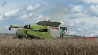 Giganten im Einsatz   Rapsernte XXXL Monster Mähdrescher Giganten im Doppel Pack Claas Lexion 770 Te