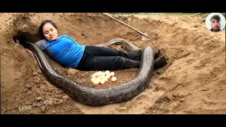 snake attack girl in forest royal bengal snake attack Fun Made Anaconda Full aakhri video