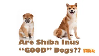 Shiba Inu Personality and Temperament - Are Shiba Inus Good Dogs?