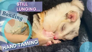 Sugar Glider Re-Home Day 14-17 | BONDING, HAND TAMING & SOCIALIZING