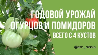 Как получить первый урожай помидоров уже в июне?