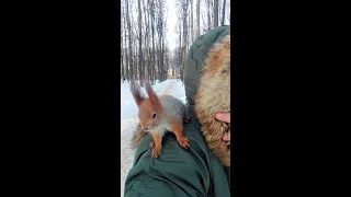 Ещё про Ушастика и воротник / More about the Ushastik and the collar