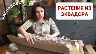 РАСПАКОВКА растений из ЭКВАДЖЕНЕРЫ / Посадка в ГРУНТ