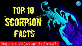 Why do Scorpions Glow under UV | 10 Amazing Facts About Scorpions | Scorpion Facts