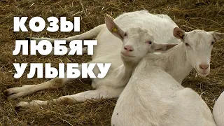 Первая козья ферма открылась на Могилевщине