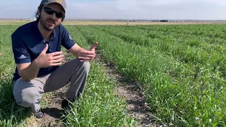 Cover Crops with Strip-Till. Is it possible?