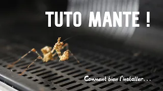 TUTO MANTE - Monter un terrarium low budget pour accueillir une petite mante !