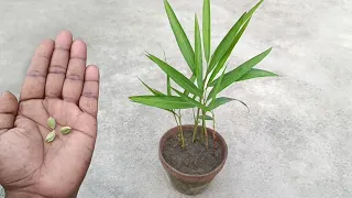 How to grow Cardamom / Elaichi from seeds . Grow at home . Grow plants properly from seeds.