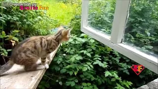 тесты на психику  с котами и кошками