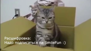 Смешные кошки и коты Приколы про кошек и котов 2017