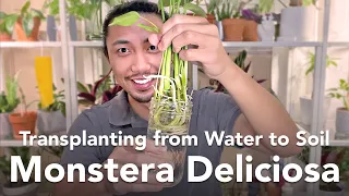 Transplanting Cuttings from Water to Soil | Baby Monstera Deliciosa Propagation