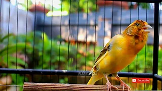 Buone noci! Ascolta questa voce, le noci dritti per cantare!