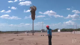 Palm Tree Climbing Demonstration