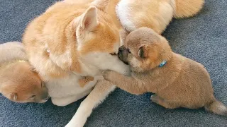 Puppy Hugging His Mom 🥰 So precious & cute