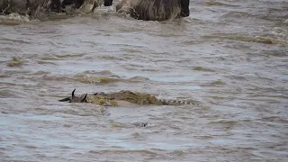 Welbin crossing the Masai Mara River - Alligator attack - Serengeti 2018