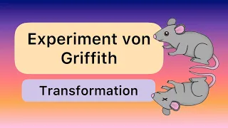 Das Experiment von Griffith (Transformation)