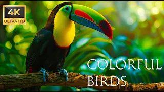 4K Colorful Toucan - Beautiful Birds Sound in the Forest | Bird Melodies