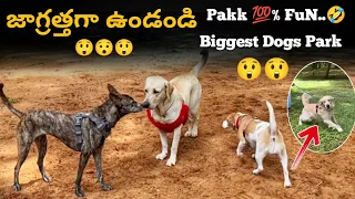 Just Miss Sandy కి ప్రమాదం.😲😲 | Bangalore Cubbon Park | Entertainment | @upendragani