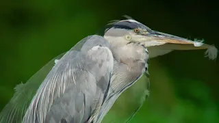 Digiscoping Swarovski ATX 115mm birdingscope.