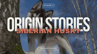 MAJESTIC SIBERIAN HUSKY | ORIGIN STORIES | DOGVENTURE HQ