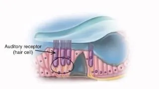 Chapter 16   The Auditory Pathway