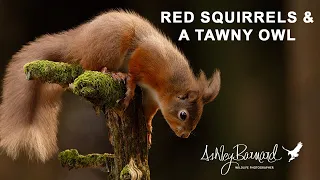 Wildlife is Hard to find - Photographing Red Squirrels