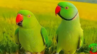 Ringneck Parrot Talking Compilation 🤣🤣🤣