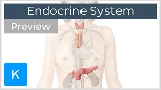 Overview of the Endocrine System (preview) - Human Anatomy | Kenhub