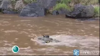 Crocodile attack zebra, Crocodile attack buffalo  Wild animals fight ot death