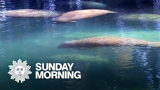 Nature: Manatees in Florida