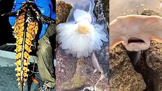 Catching Seafood 🐙🦀 Deep Sea Octopus (Catch Shark, Catch Fish, Sea Creatures) TikTok #65