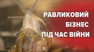 🐌В Європі готові платити сотні € за кг: як равликова ферма врятувала подружжя з Харкова від відчаю