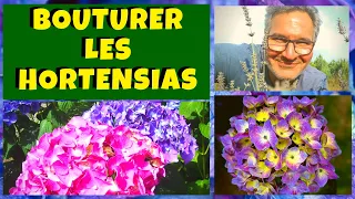 Bouturer les hortensias : c'est le moment !