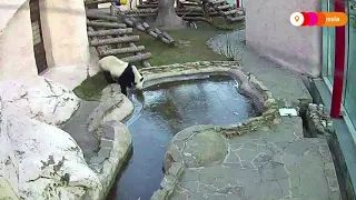 Quick Cut: Pandas at Moscow zoo investigate icy pond