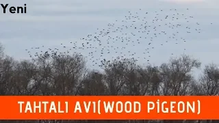 TAHTALI AVI 03-Wood Pigeon Hunting-caccia piccione-голубь охоты