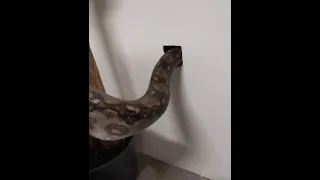 guy use snake to kill mice inside the wall