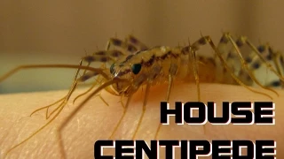 Just me holding a House Centipede
