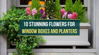 Small Space, Big Impact ✅ 10 Beautiful Flowers for Window Boxes and Planters 😍