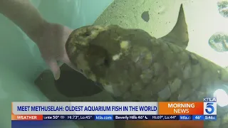 Meet Methuselah, the oldest living aquarium fish in the world