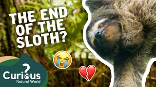 Could The Pygmy Sloth Become EXTINCT?! 😱 | 1000 Days For The Planet | Curious?: Natural World