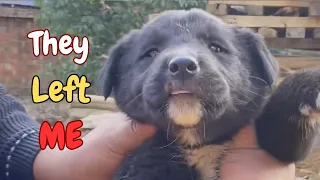 A Stray Pup Was Just Scrapping By in the Junkyard Until This Happened