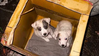 Tiny Puppies Left in Carton Box near Trash Can