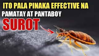 ITO PALA ANG PINAKA EPEKTIBONG PAMATAY AT PANTABOY NG SUROT