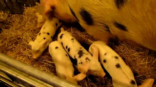 comptines pour bébé - chanson pour enfant - animaux de ferme Old MacDonald Had A Farm - Animal Farm