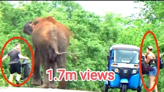 heart stopping watching #attack #wildelephants #adventure #wildlife