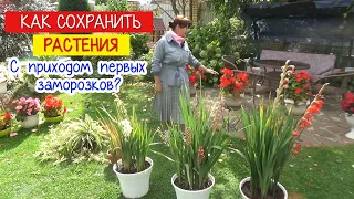 Первые ЗАМОРОЗКИ. Какие растения СПАСАТЬ? А какие НЕ ПОСТРАДАЮТ?