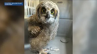 Boulder Animal Protection officers rescue great horned owl that was struck by car